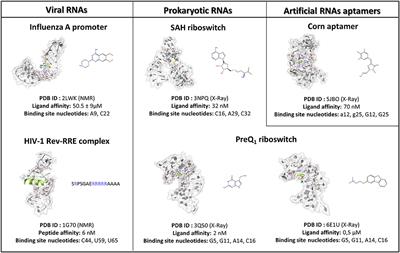 Exploring the RNA-Recognition Mechanism Using Supervised Molecular Dynamics (SuMD) Simulations: Toward a Rational Design for Ribonucleic-Targeting Molecules?